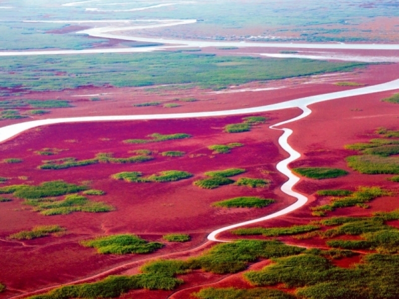 DONGYING PARASO NATURAL DE AVES EN CHINA