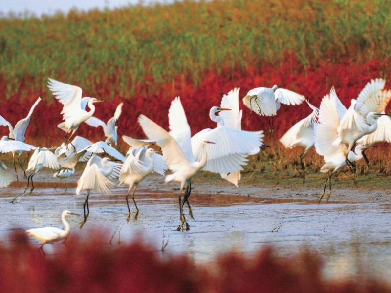 DONGYING PARASO NATURAL DE AVES EN CHINA (1)