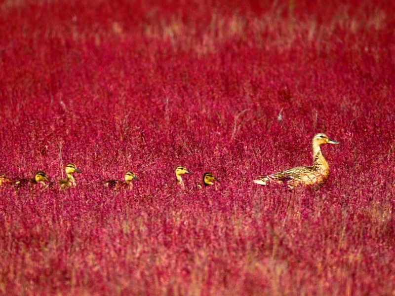 DONGYING PARASO NATURAL DE AVES EN CHINA (2)